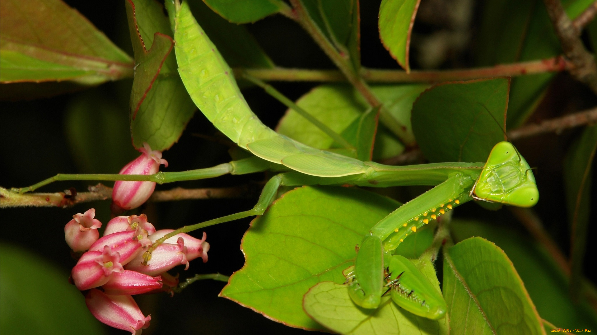 животные, богомолы, itchydogimages, макро, ветки, листья, цветы, богомол