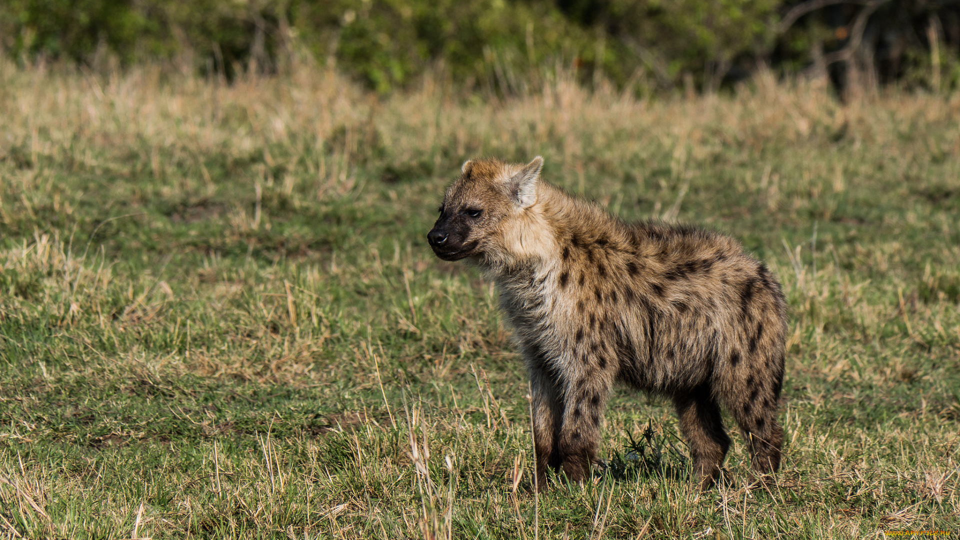животные, гиены, , гиеновые, собаки, гиена