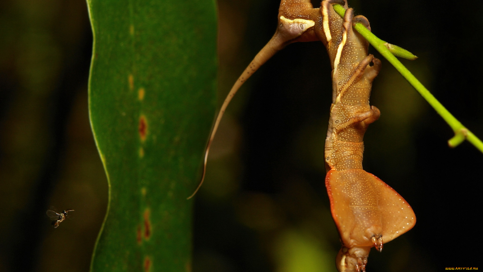 животные, гусеницы, itchydogimages, макро, веточка, листья, гусеница