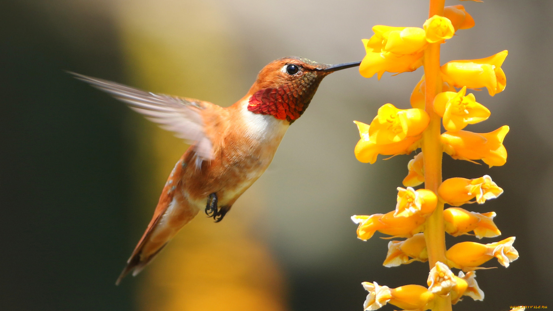 животные, колибри, птица, клюв, цветок, макро
