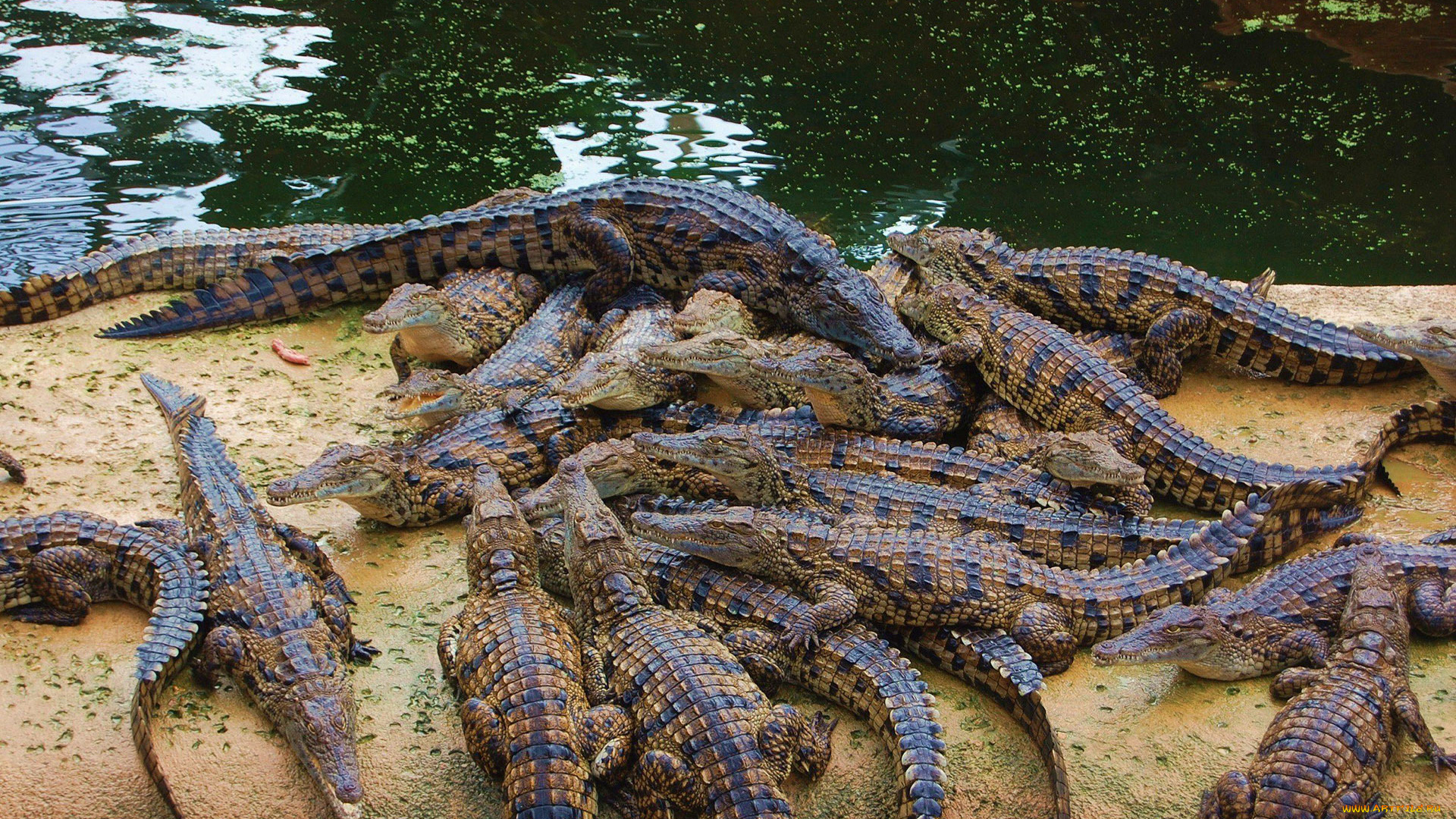 животные, крокодилы