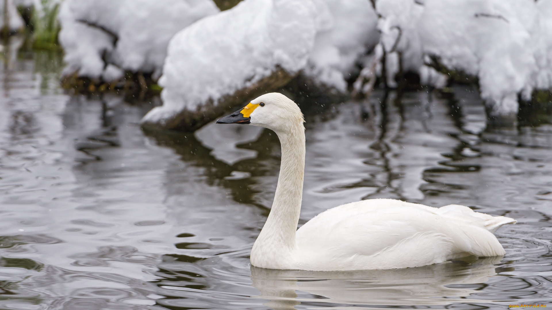 животные, лебеди, снег, холод, зима, белый, рябь, вода, водоём, грация