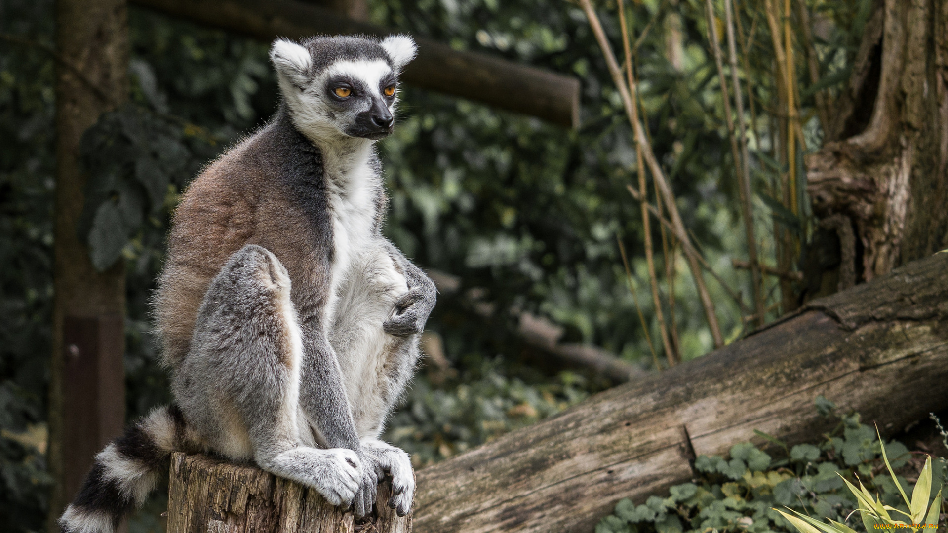 животные, лемуры, лемур