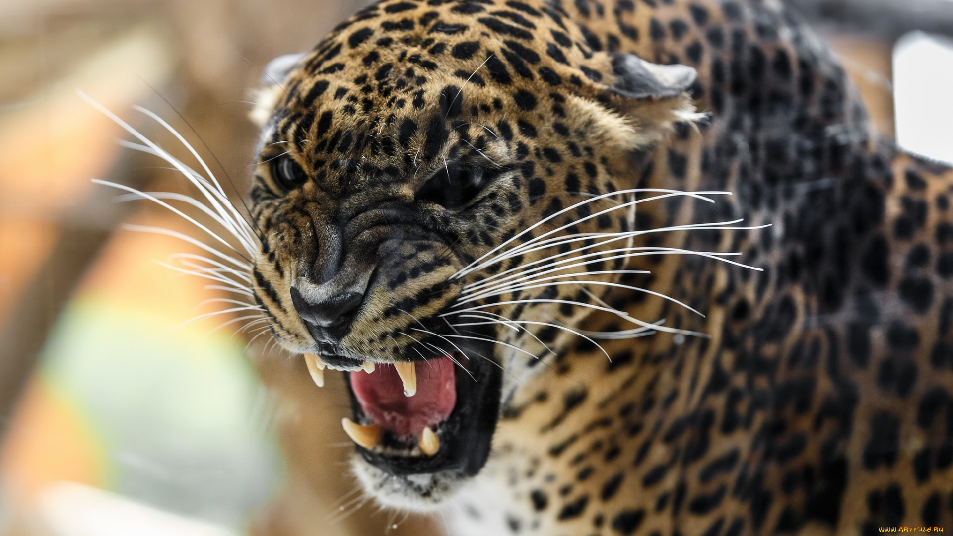 животные, леопарды, пасть, сердитый, усы, морда, оскал, кошка, хищник, агрессия, клыки, угроза, злость, ярость, рык