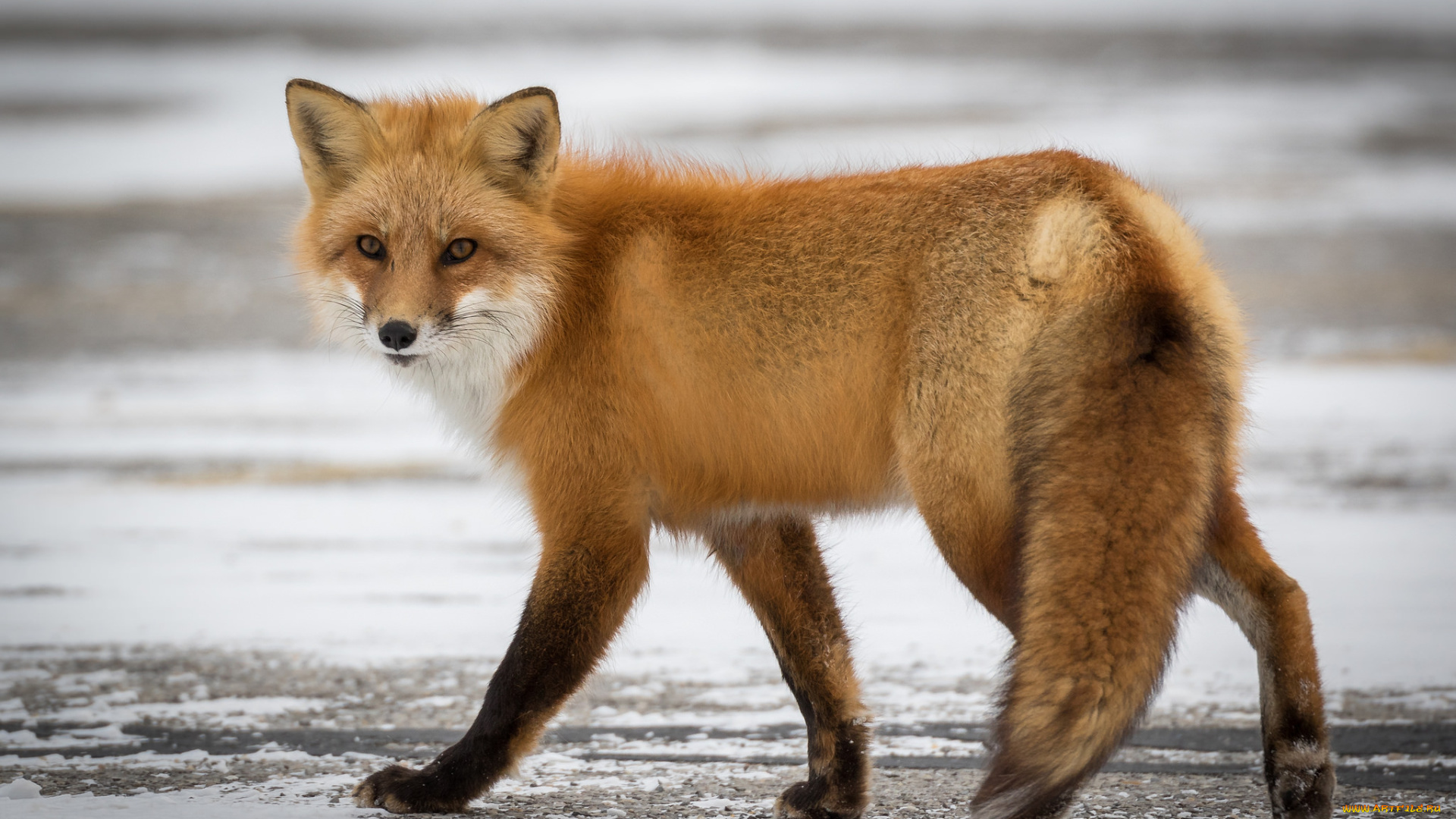 животные, лисы, лисичка