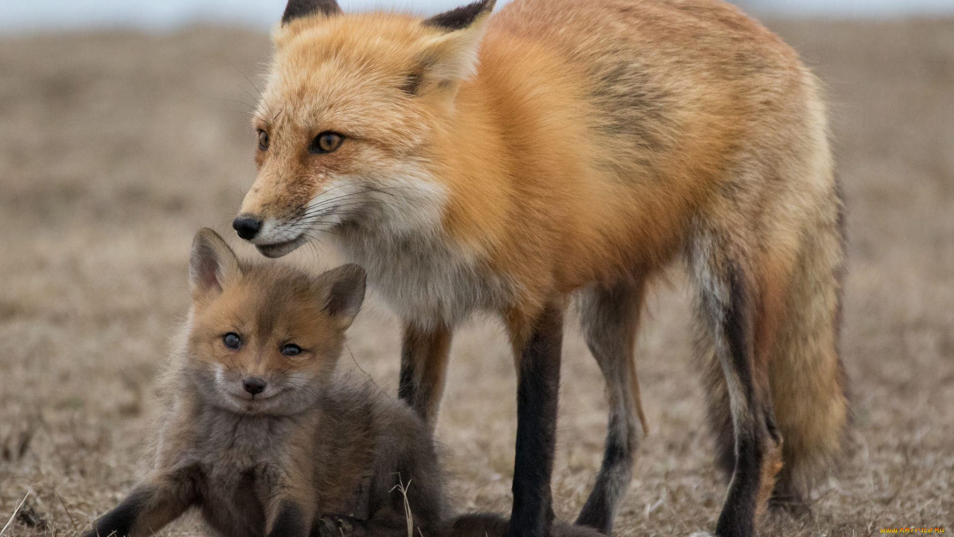 животные, лисы, потомство, лисичка