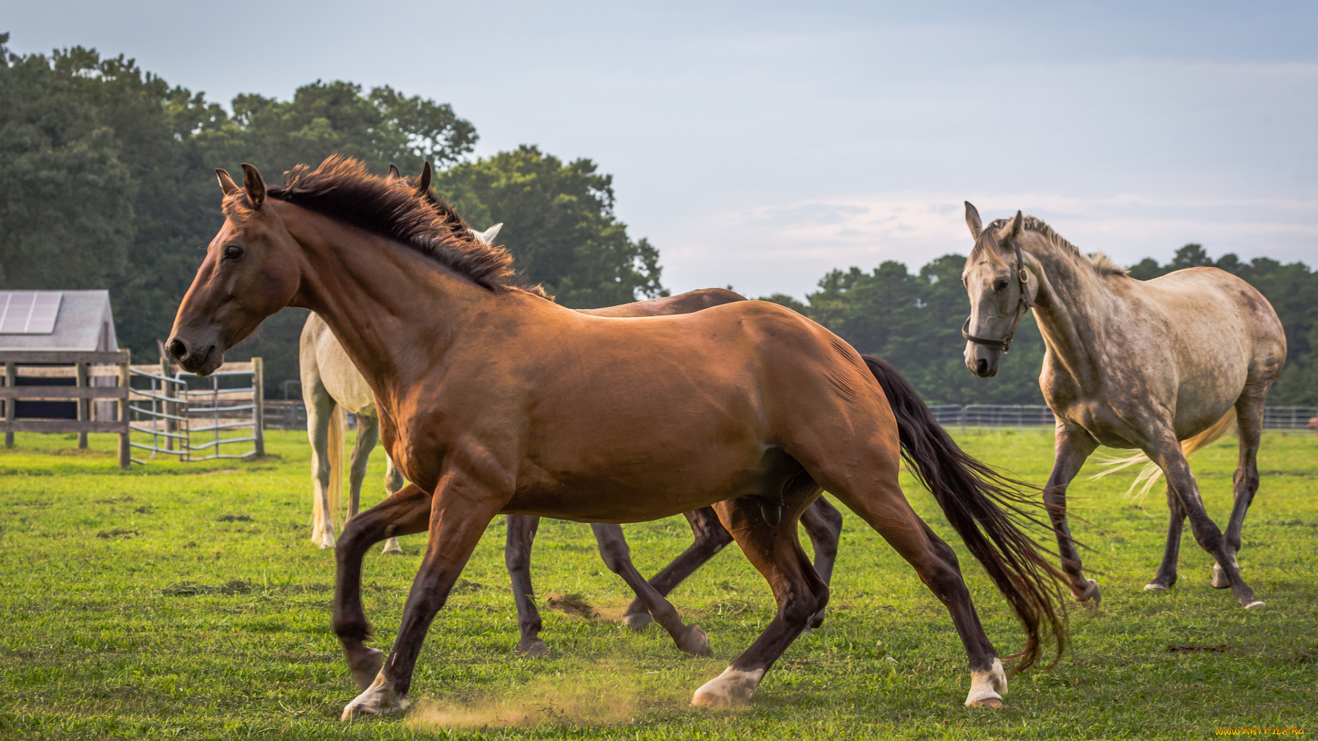 животные, лошади, лошадки, трава, луг