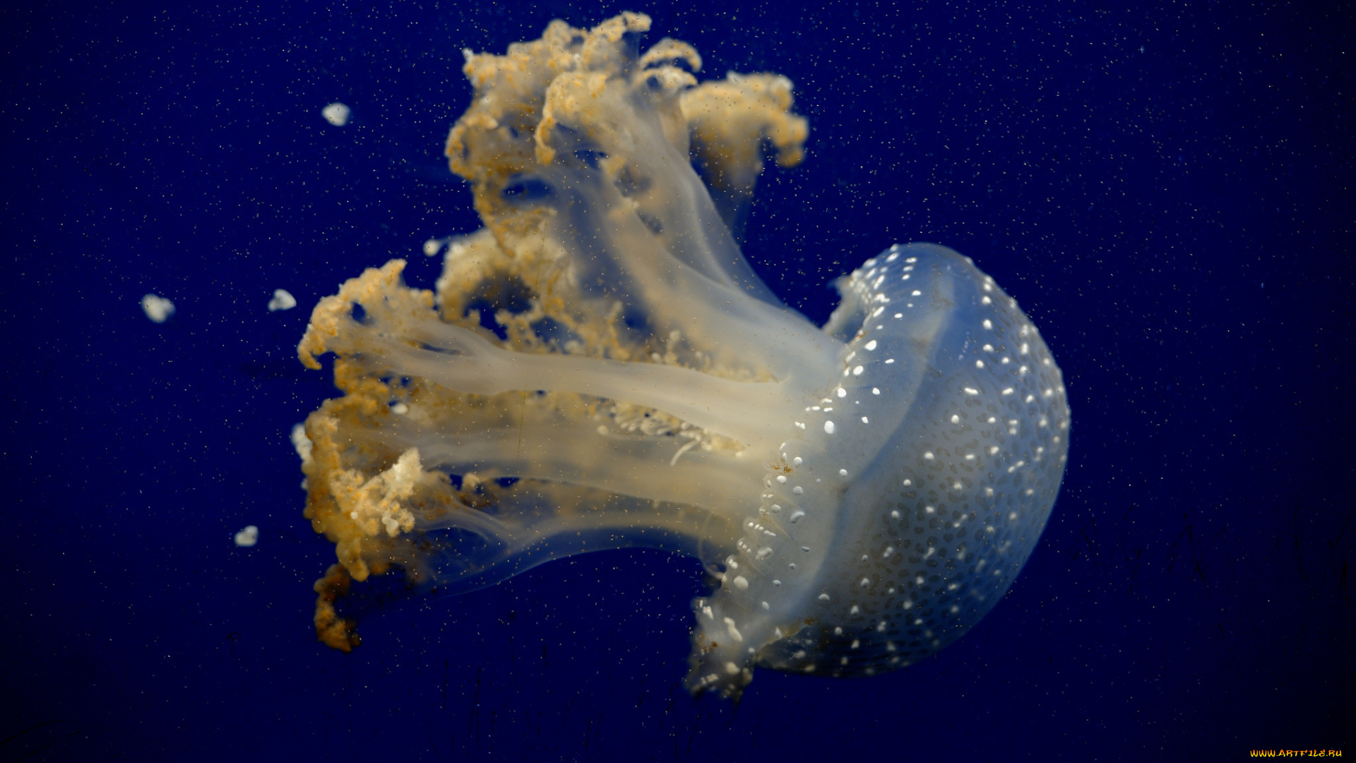 животные, медузы, медуза, море, океан, цвет