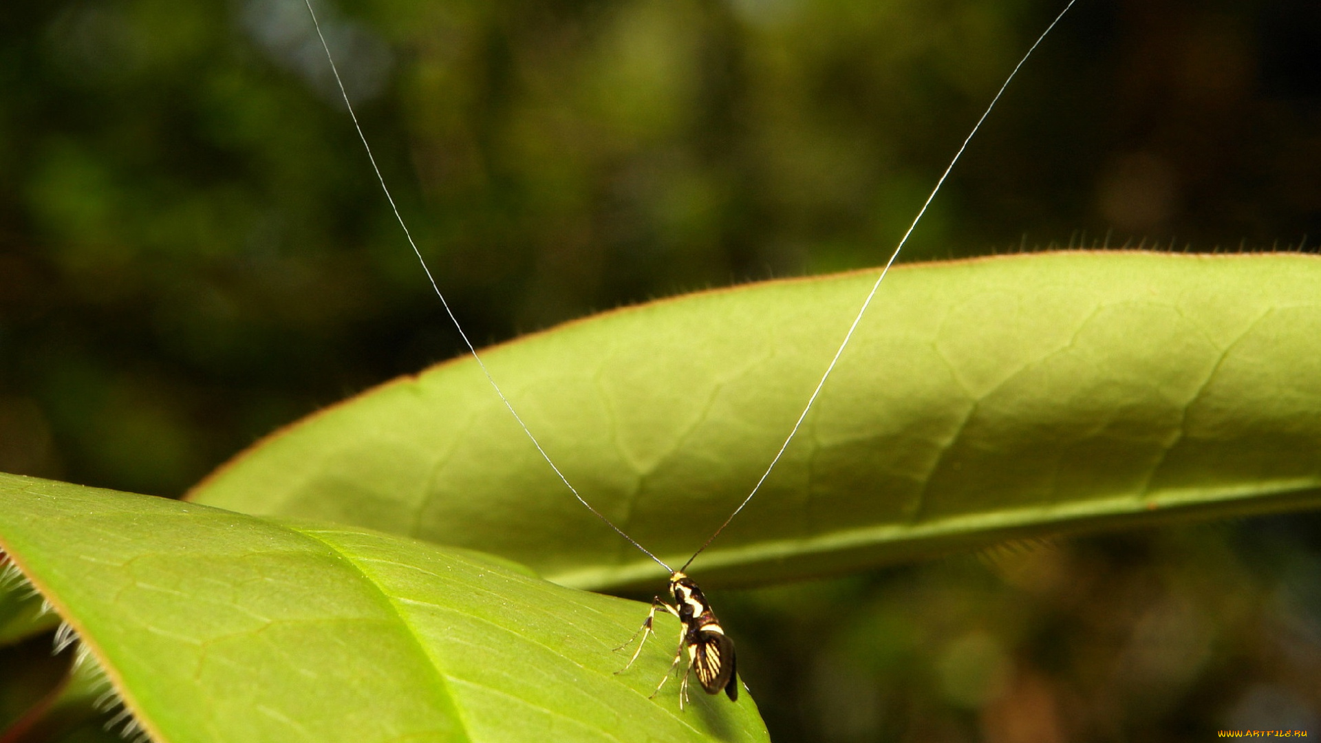 животные, насекомые, itchydogimages, макро, насекомое, лист, жучок, усики