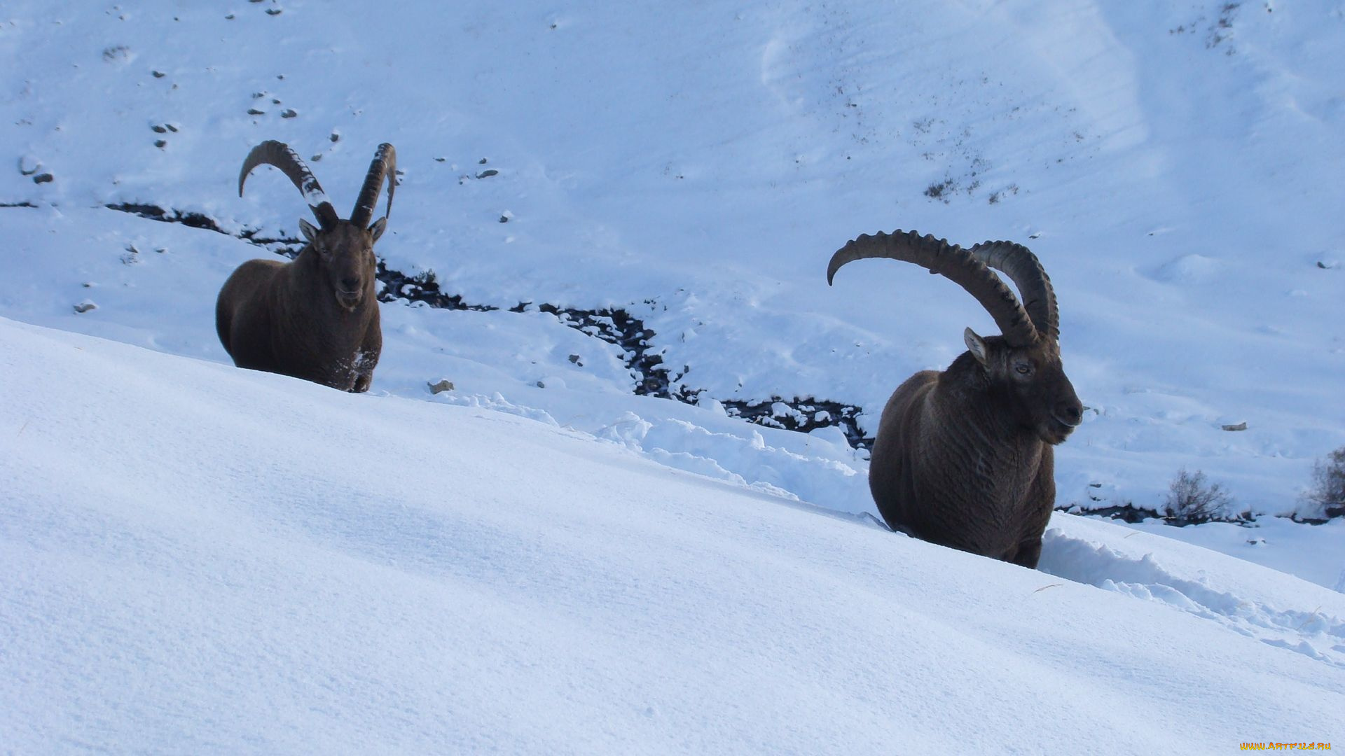 животные, овцы, , бараны, козлы, снег