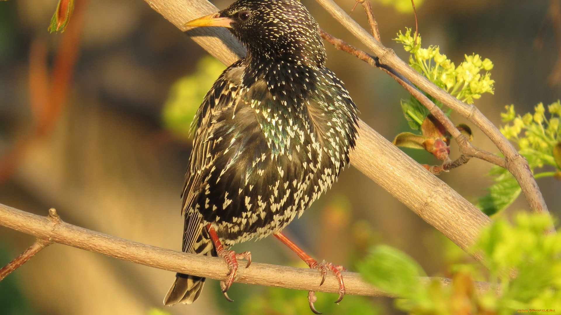 животные, птицы, ветка, скворец