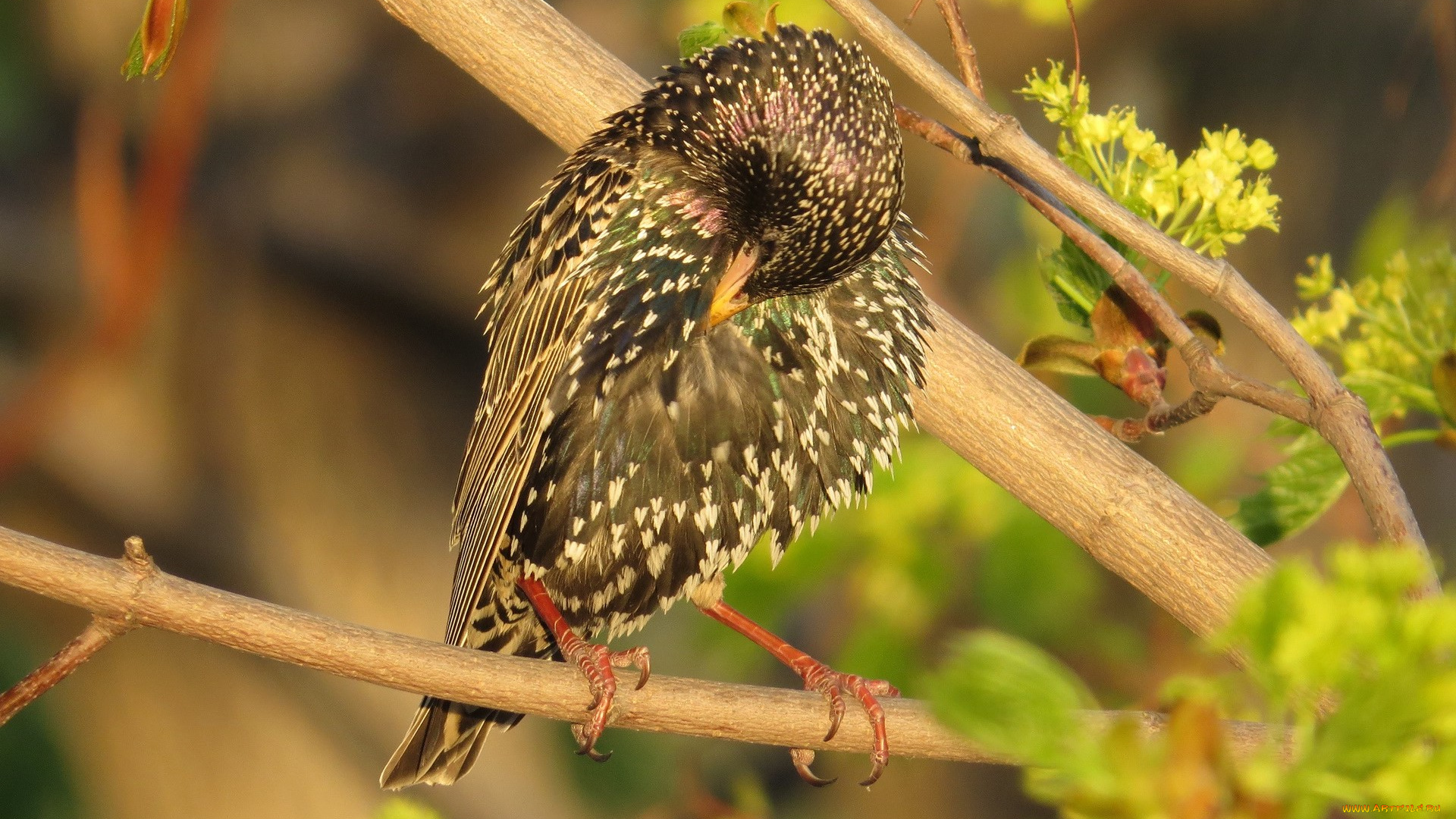 животные, птицы, ветка, скворец