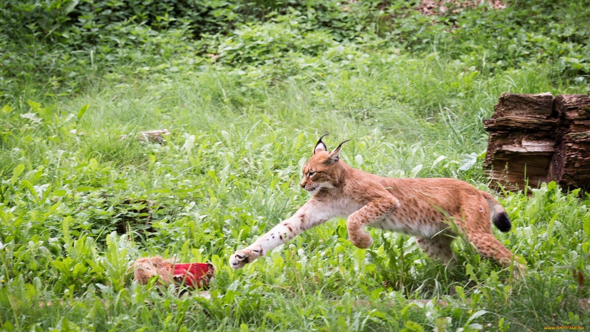 животные, рыси, лапа, мясо, прыжок, хищник, кошка, заросли, зелень, трава