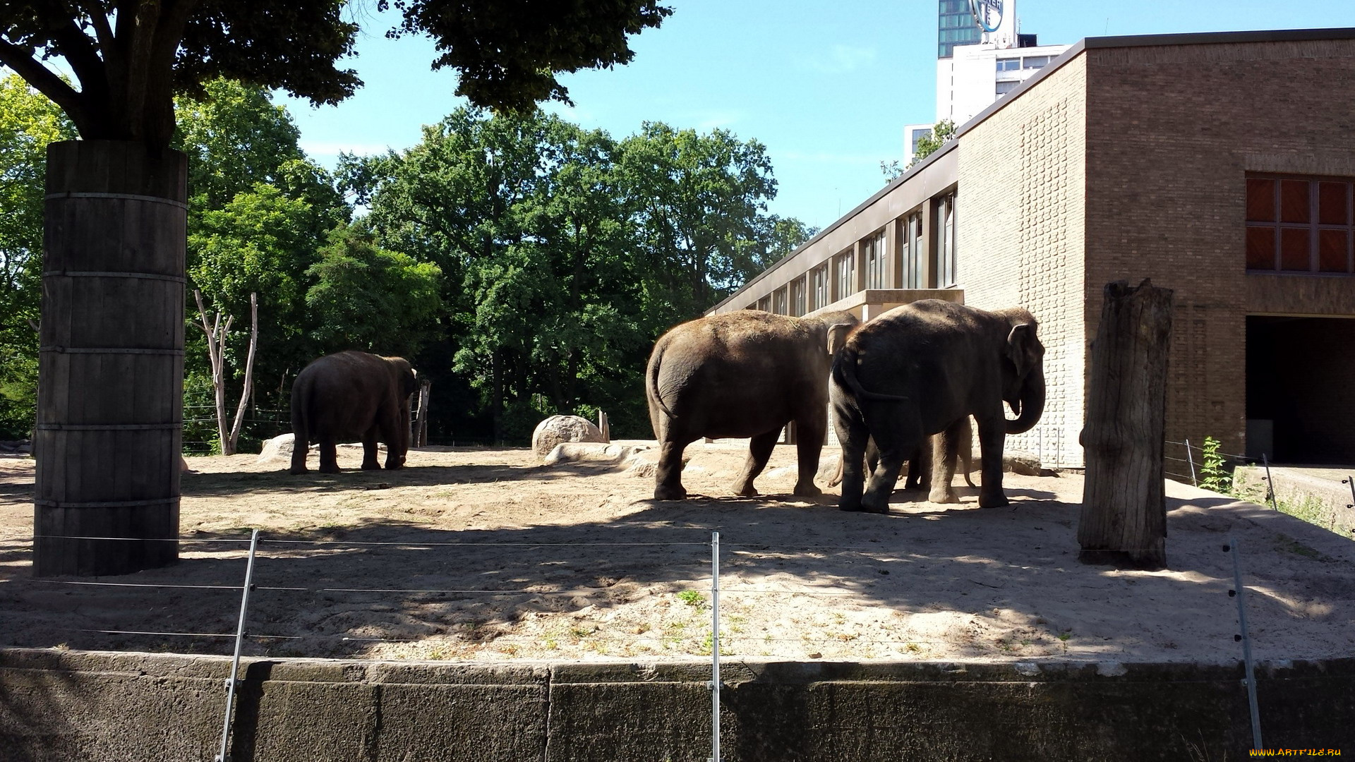 животные, слоны, вольер, семья