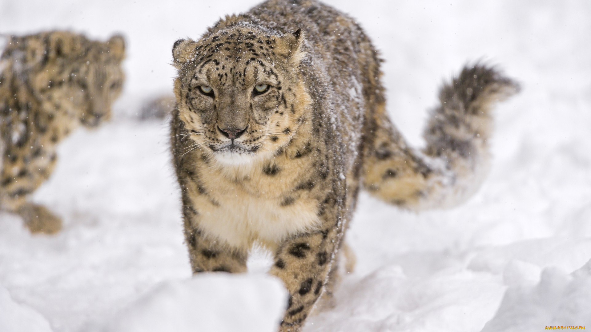 животные, снежный, барс, , ирбис, красавец, морда, хищник, барс, снег, грозный