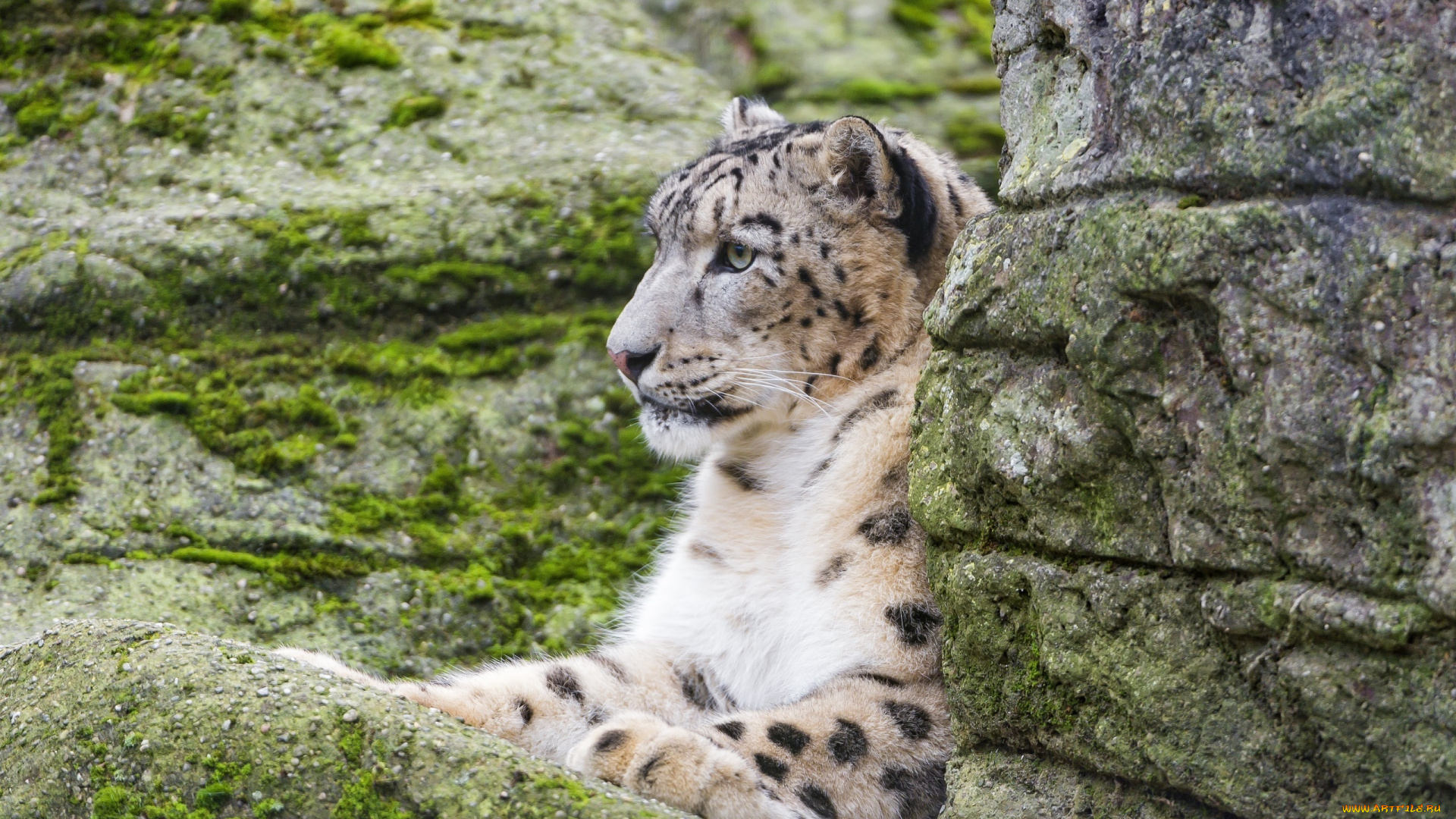 животные, снежный, барс, , ирбис, мох, отдых, скалы, камни, хищник, барс, лежит, профиль, морда