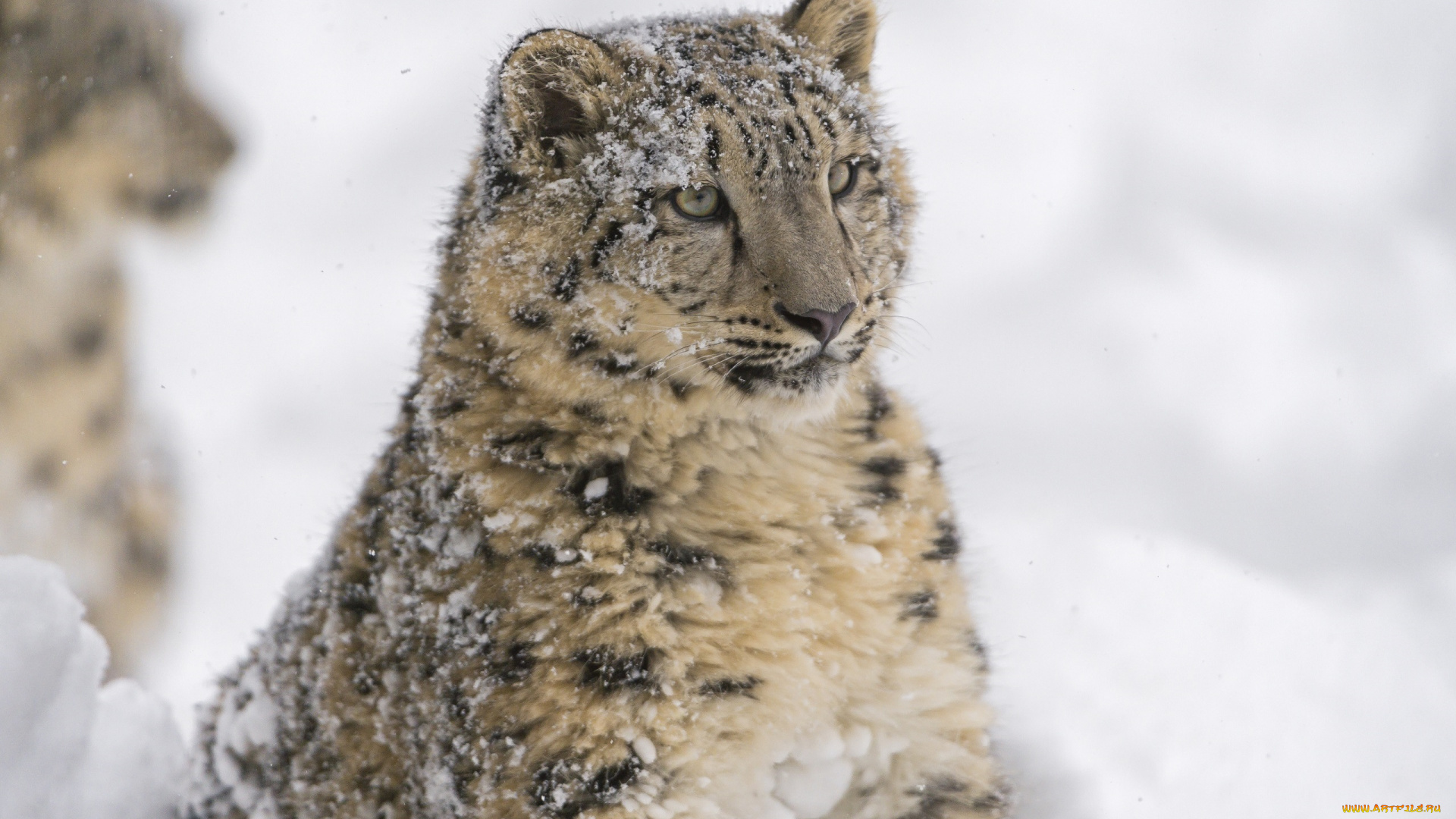 животные, снежный, барс, , ирбис, серьёзный, портрет, морда, кошка, хищник, барс