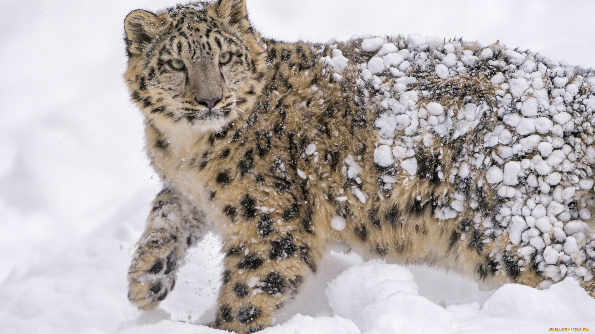 животные, снежный, барс, , ирбис, снег, пятна, кошка, барс, молодой