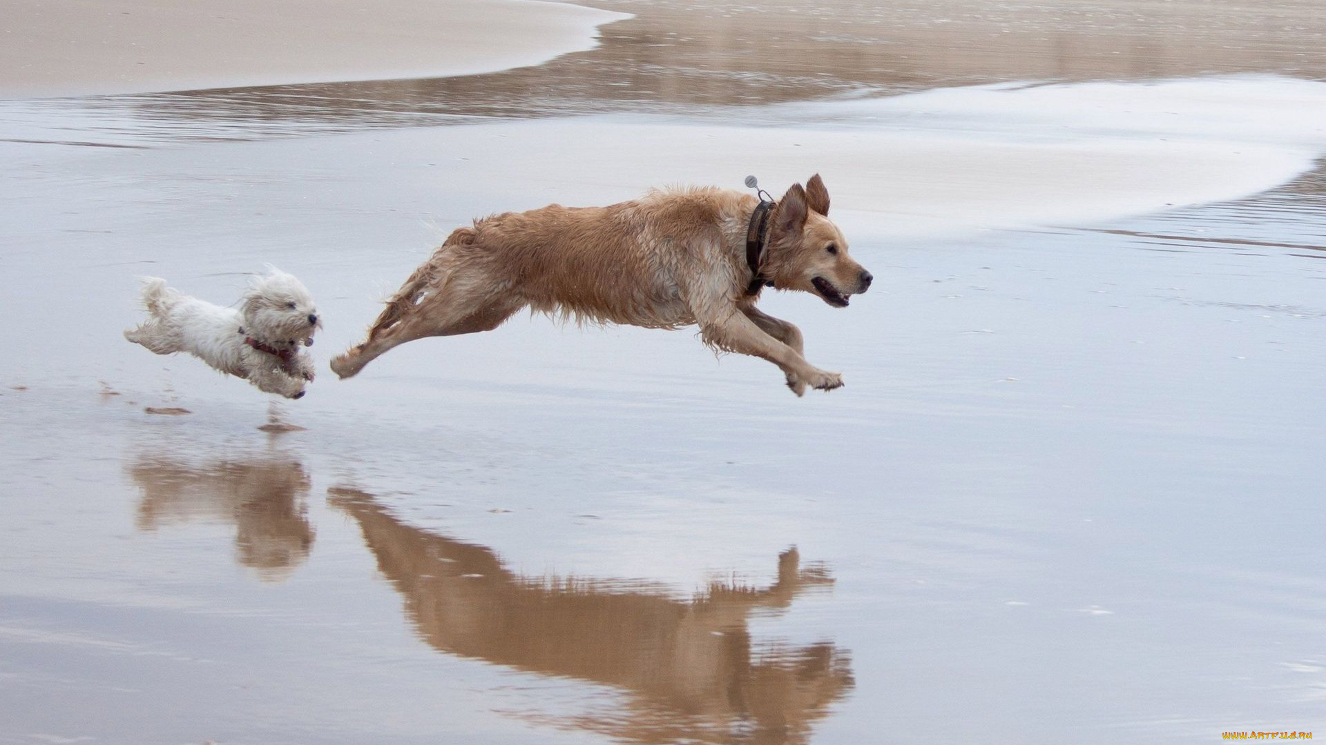 животные, собаки, море, пляж
