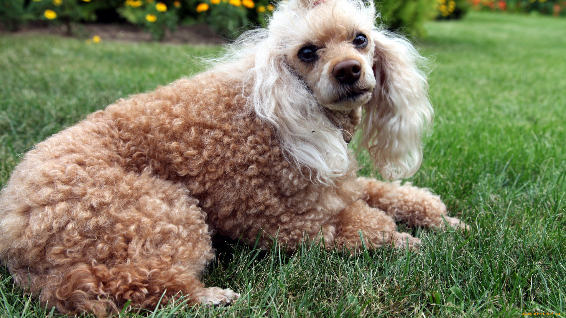 животные, собаки, пудель