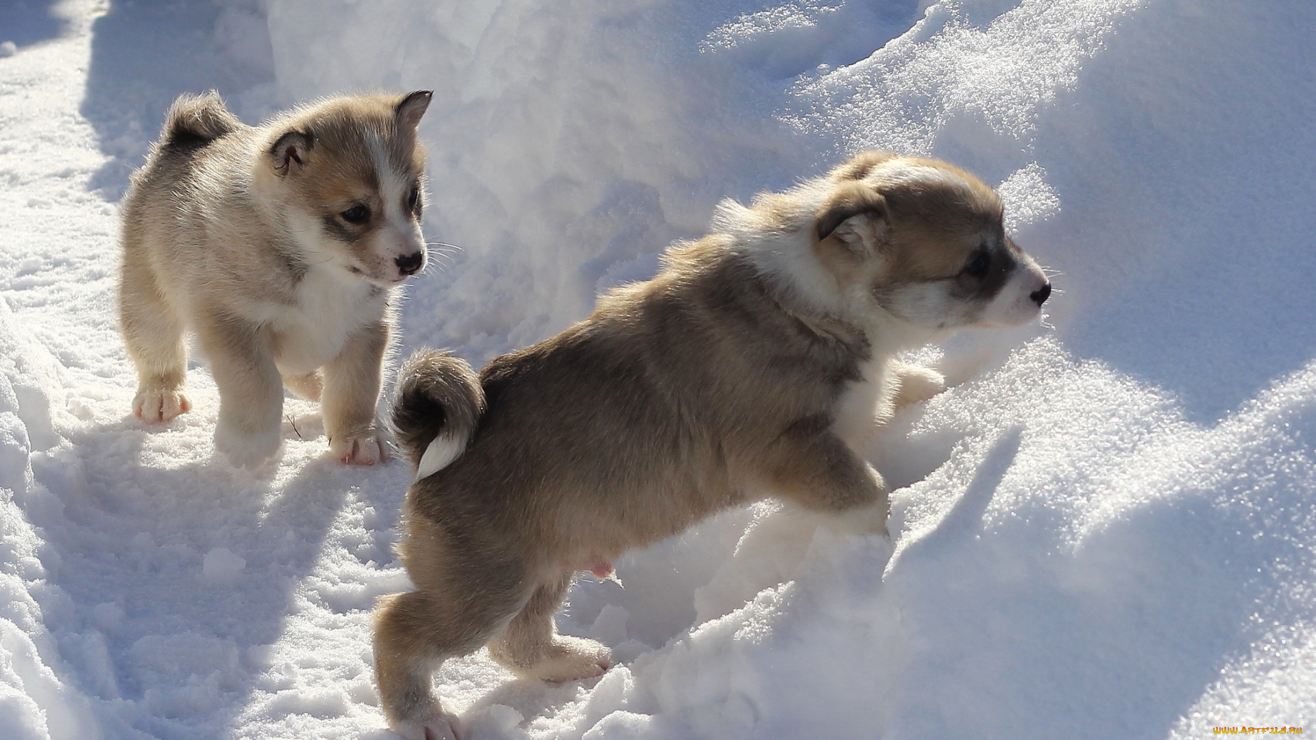 животные, собаки, щенки, снег, зима