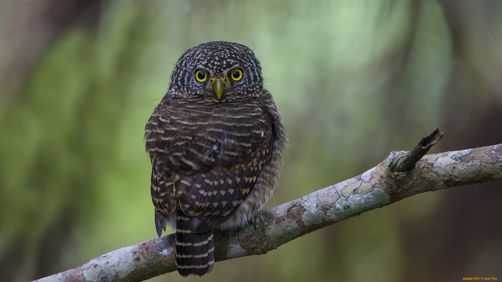 животные, совы, ветка, птица, сова