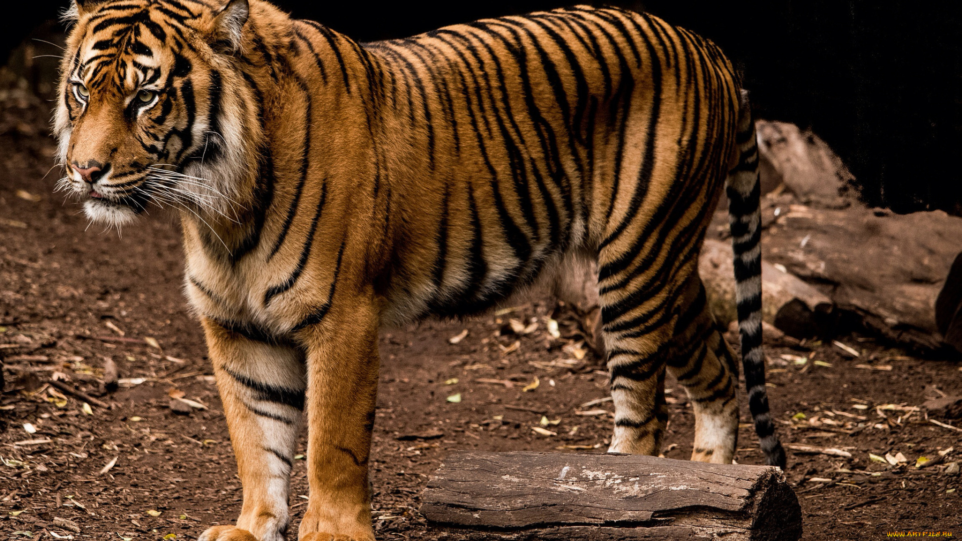 животные, тигры, тигр
