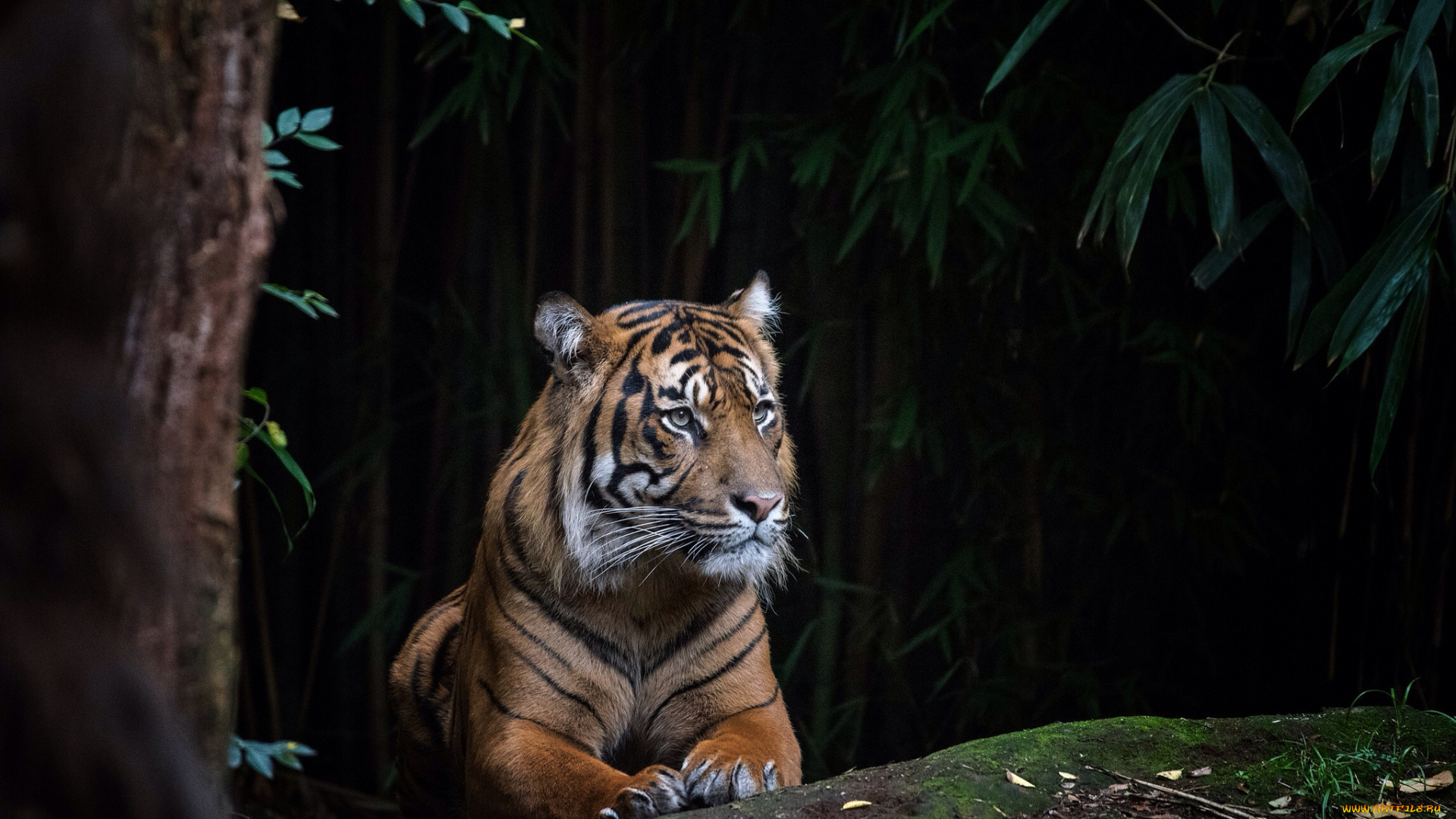 животные, тигры, тигр