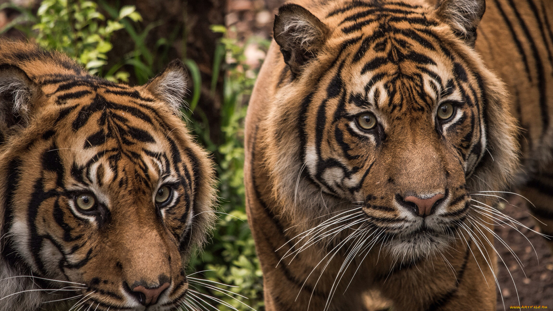 животные, тигры, тигр