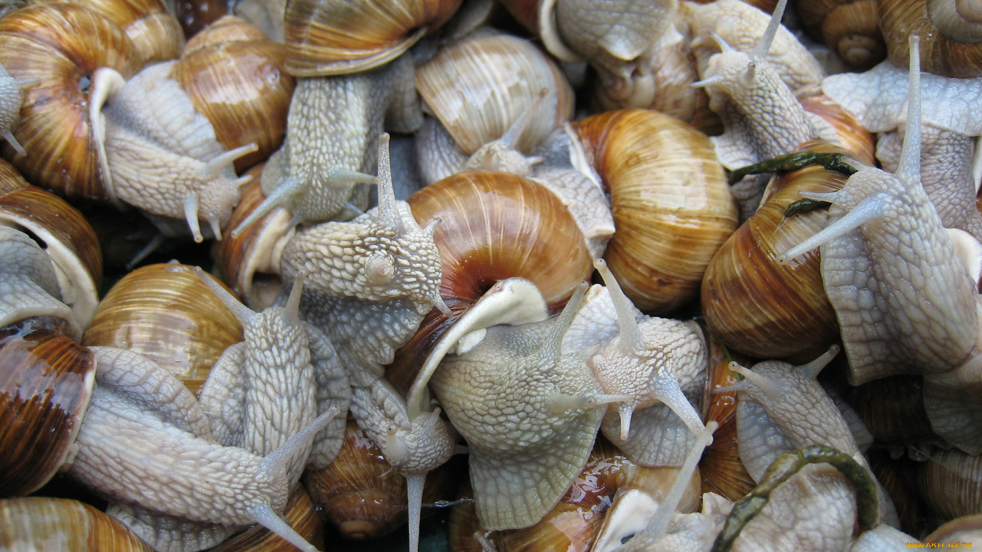 животные, улитки