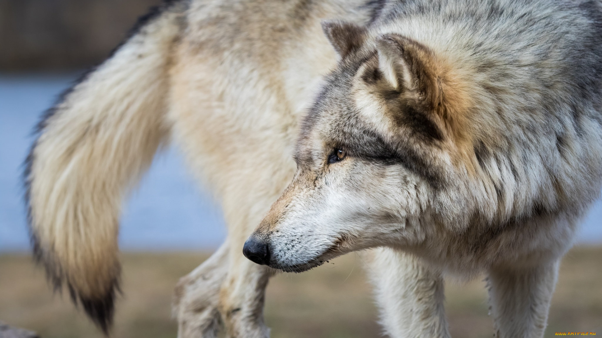 животные, волки, , койоты, , шакалы, мех, профиль, морда, хищник, волк