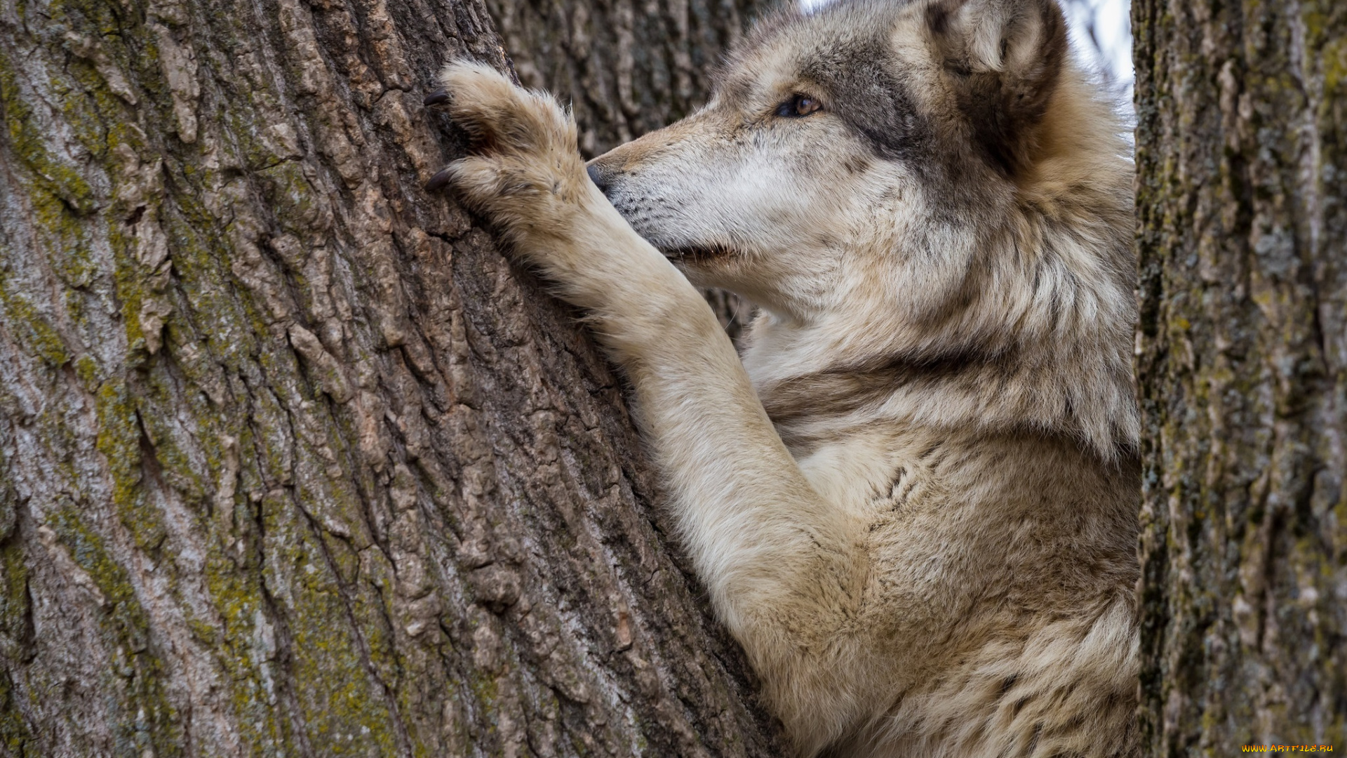 животные, волки, , койоты, , шакалы, ствол, дерево, волк, лапы, профиль, морда, хищник, кора