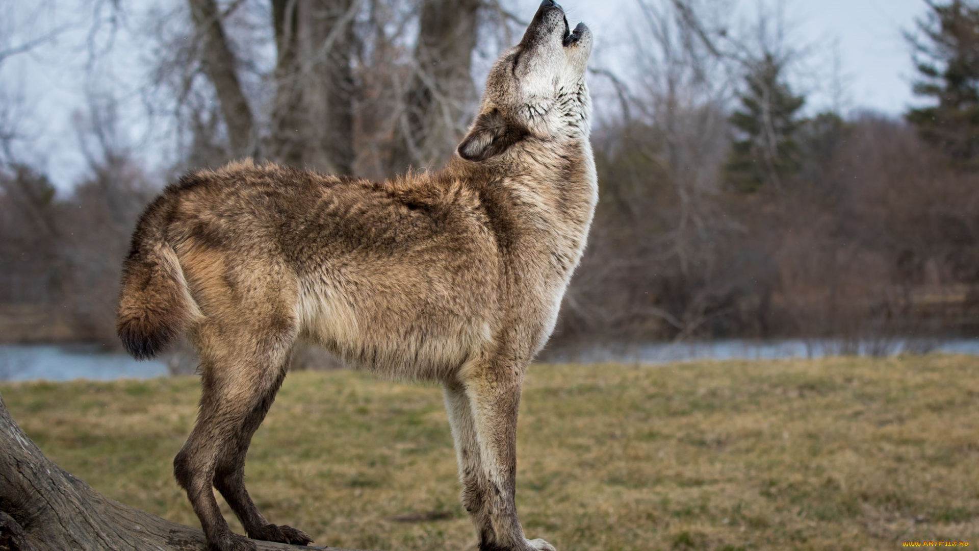 животные, волки, , койоты, , шакалы, вой, профиль, хищник, волк