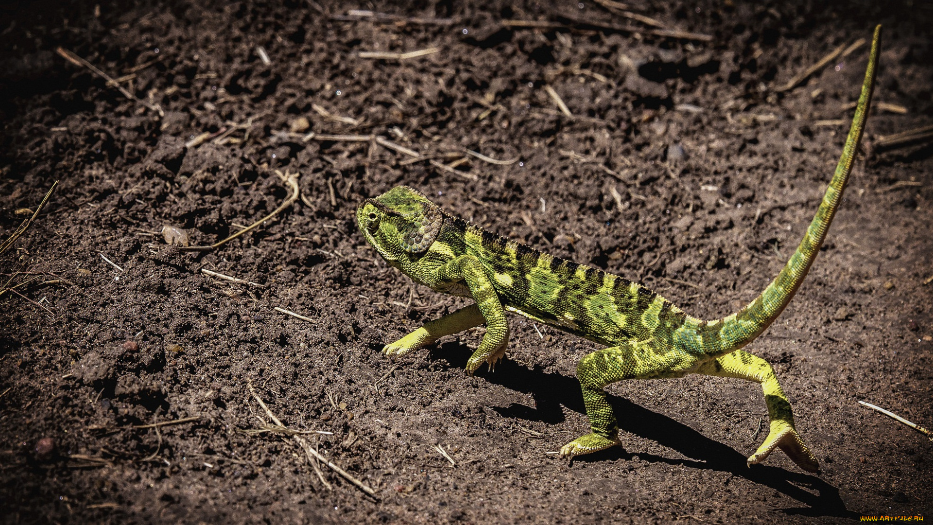 животные, Ящерицы, , игуаны, , вараны, ящерка