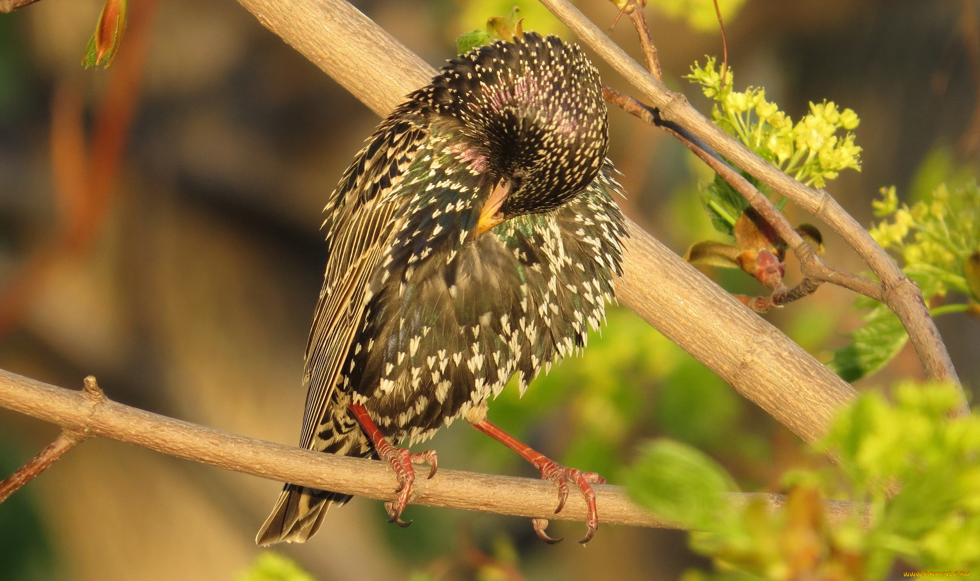 животные, птицы, ветка, скворец