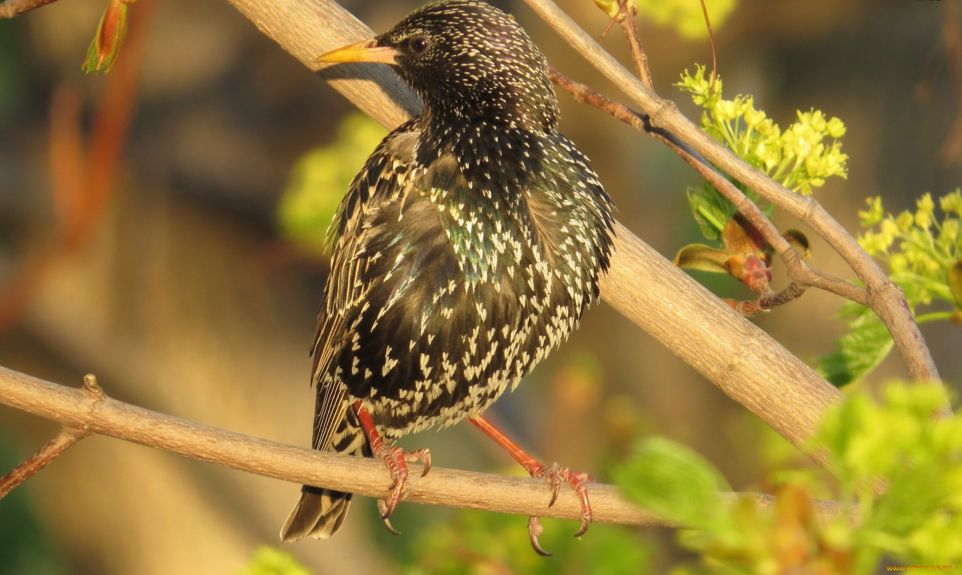 животные, птицы, ветка, скворец