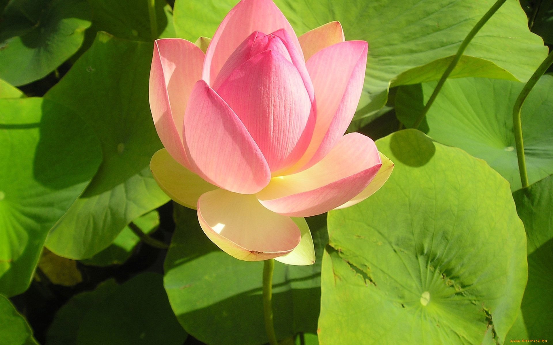 цветы, лотосы, буток