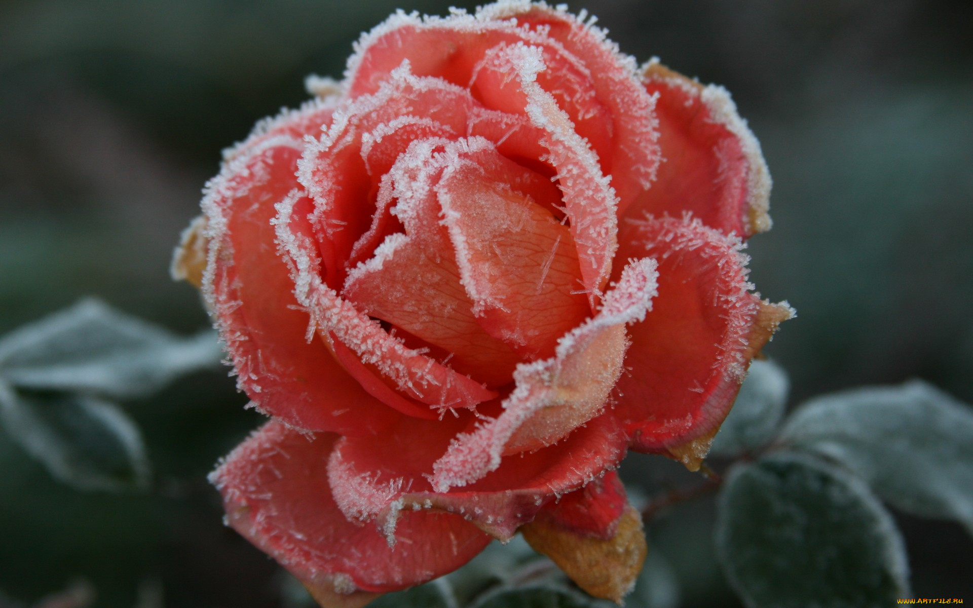 цветы, розы, холод, осень, цветок, роза, иней, мороз, растение, природа, макро
