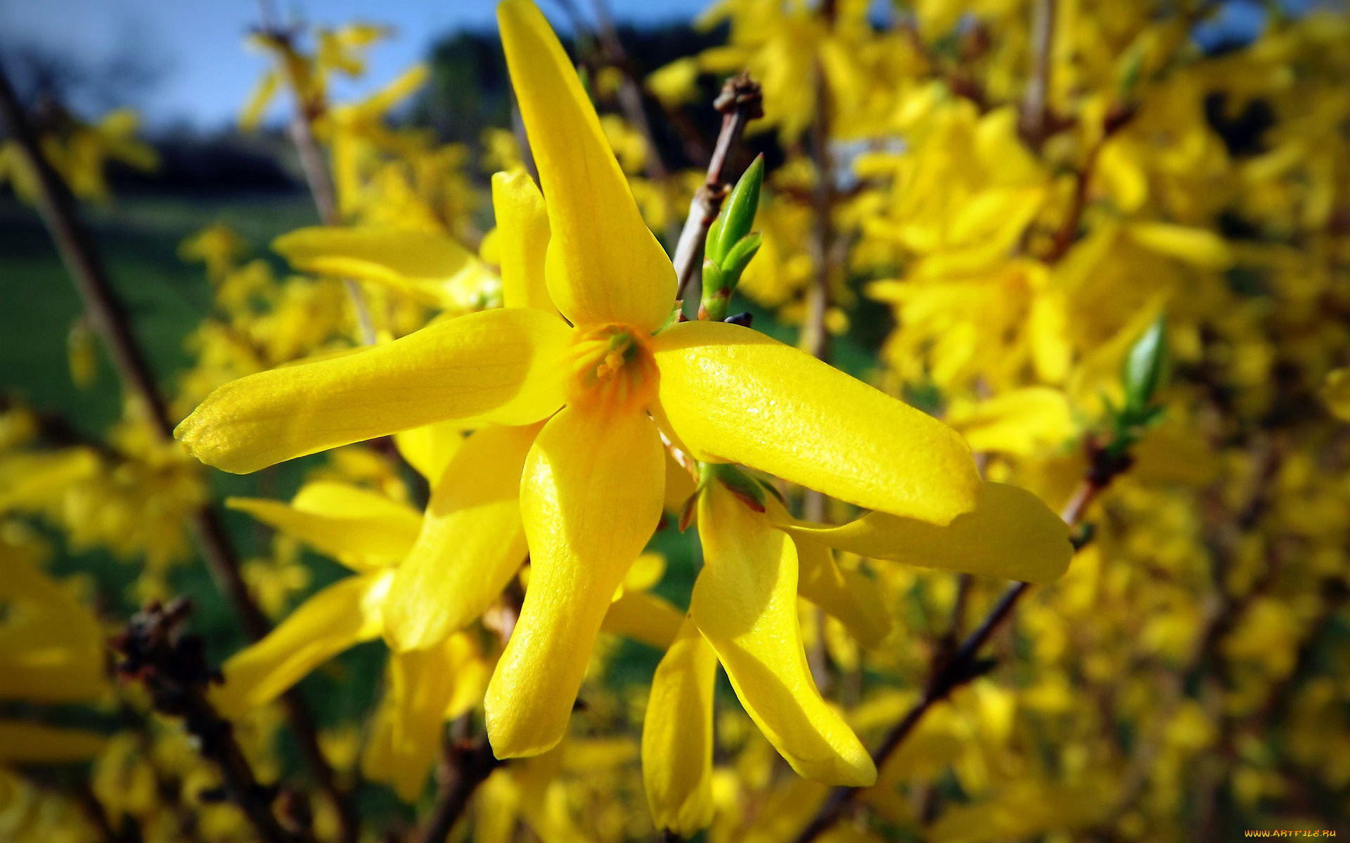 цветы, желтый