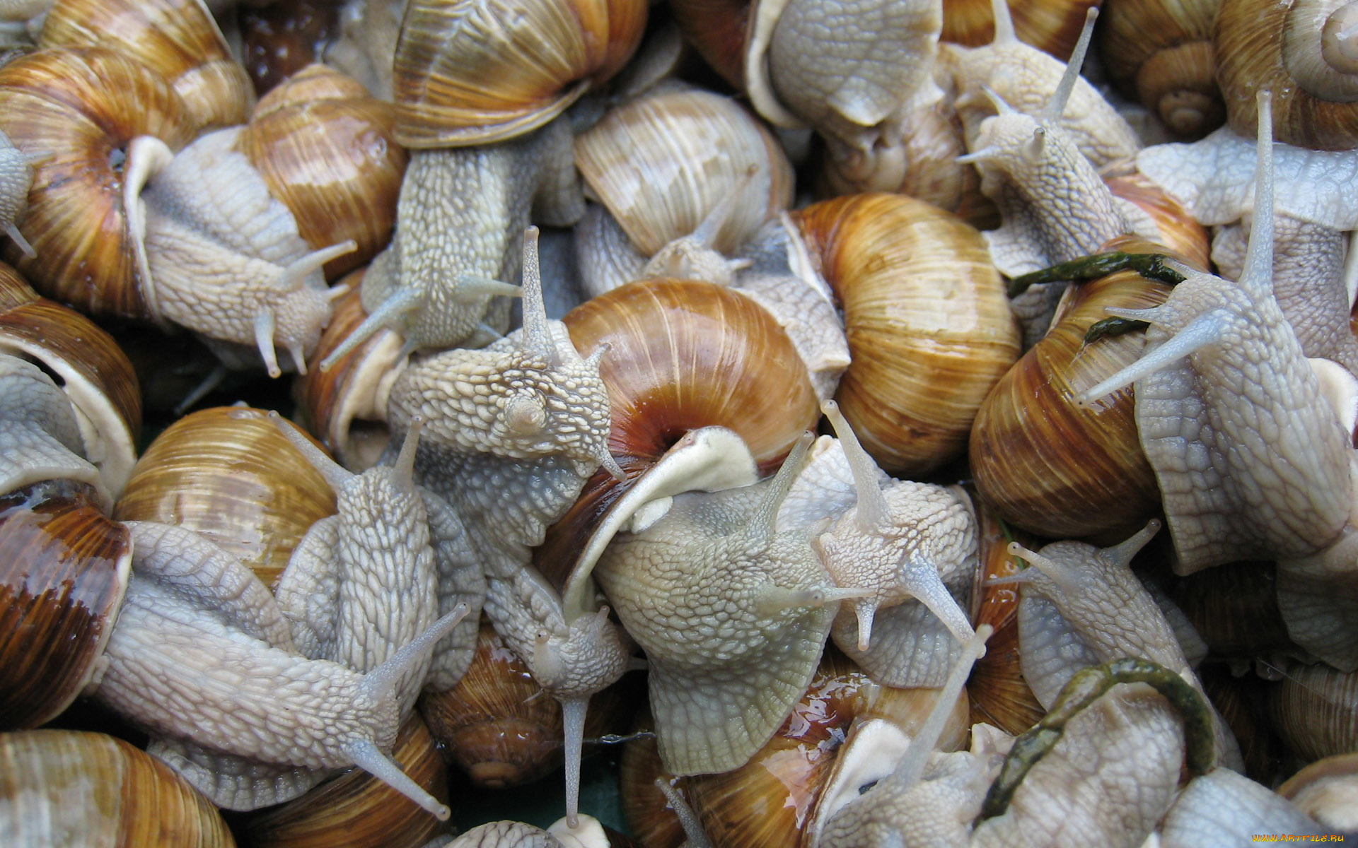 животные, улитки