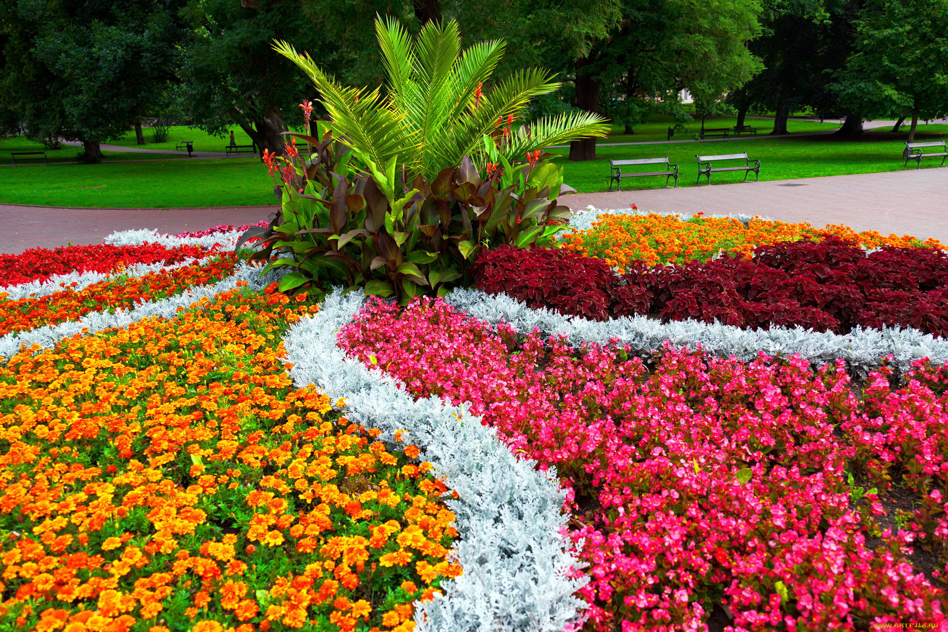 цветы, разные, вместе, бегония, бархатцы, клумба