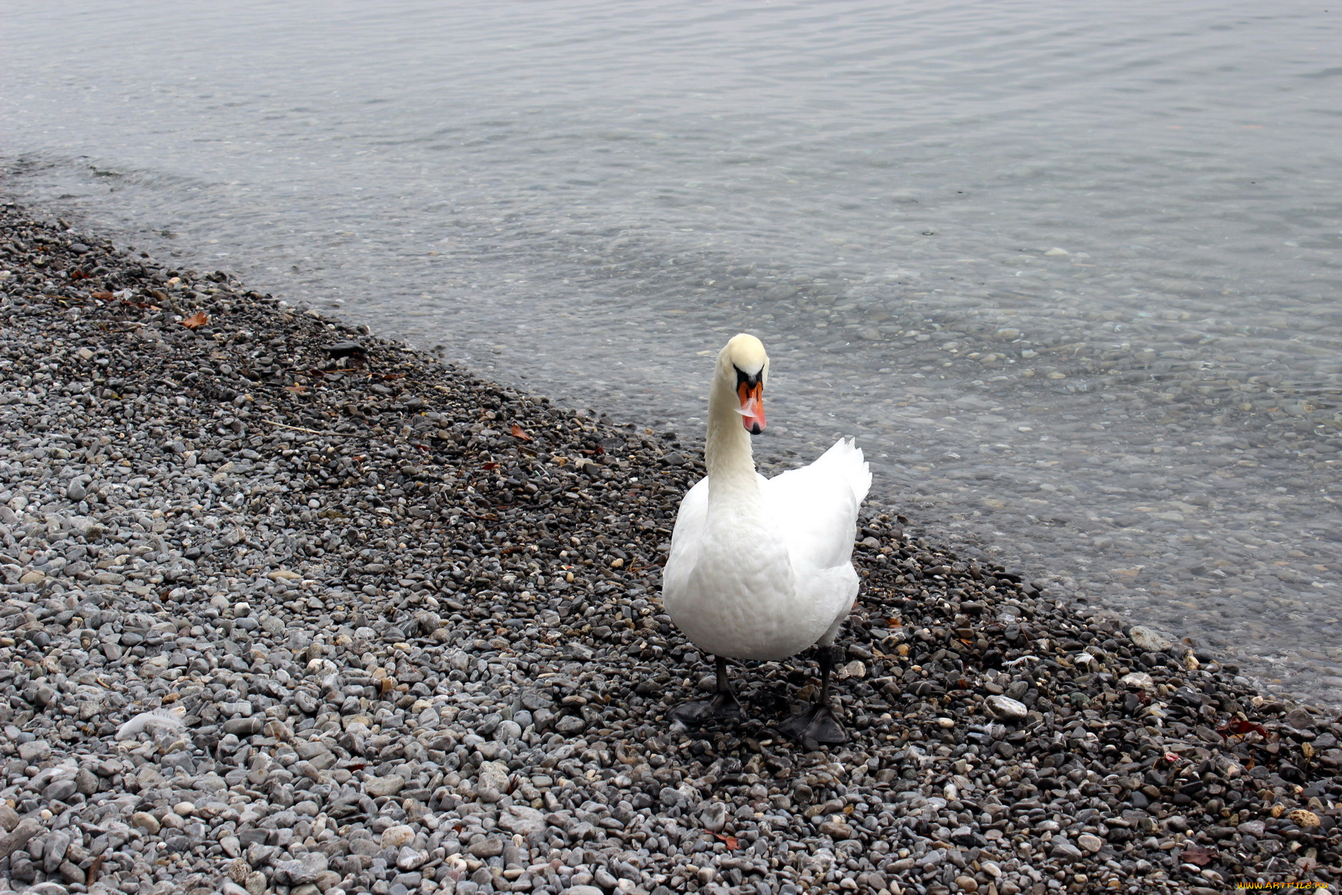 животные, лебеди, камни, вода