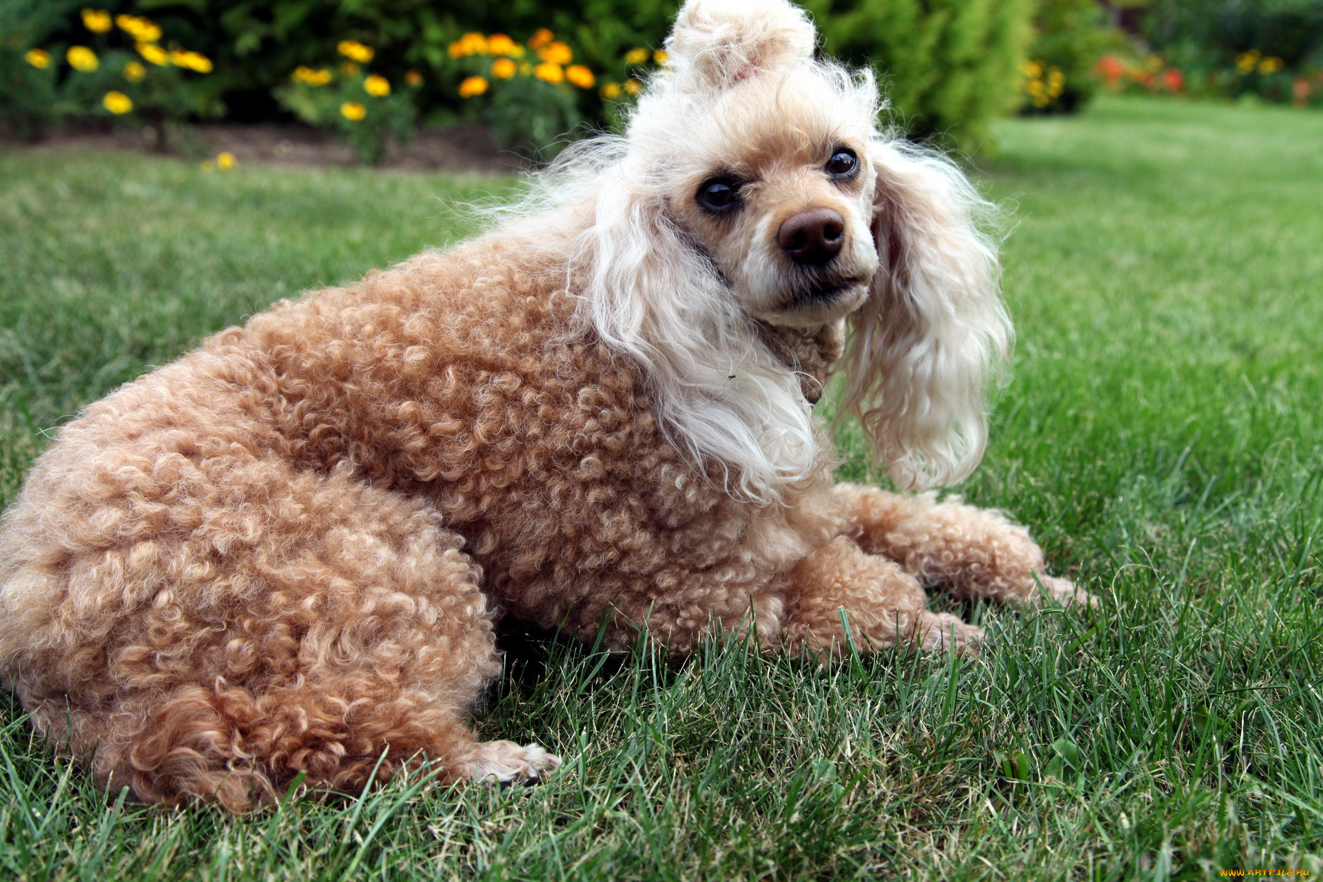 животные, собаки, пудель