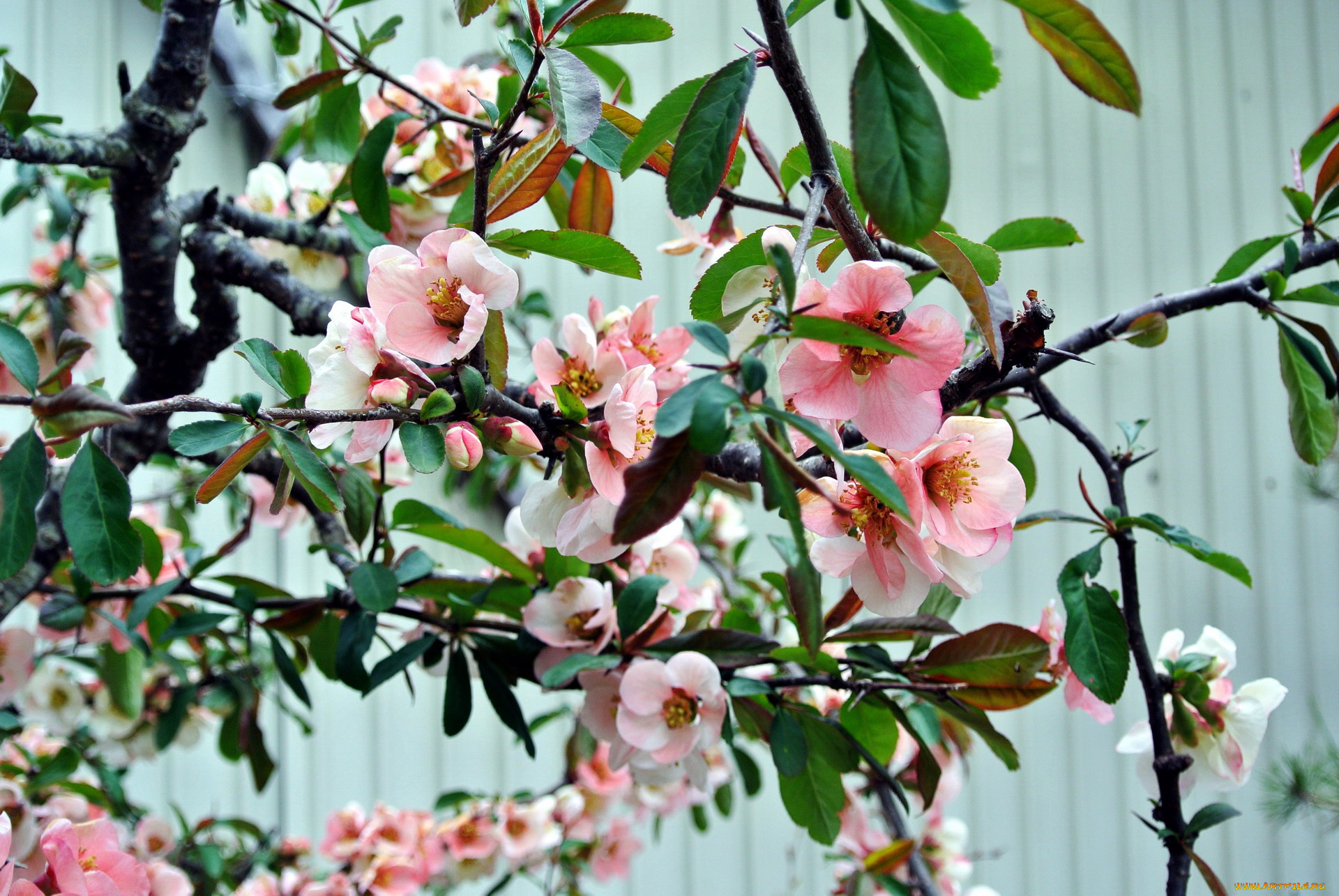 цветы, айва, весна, цветение