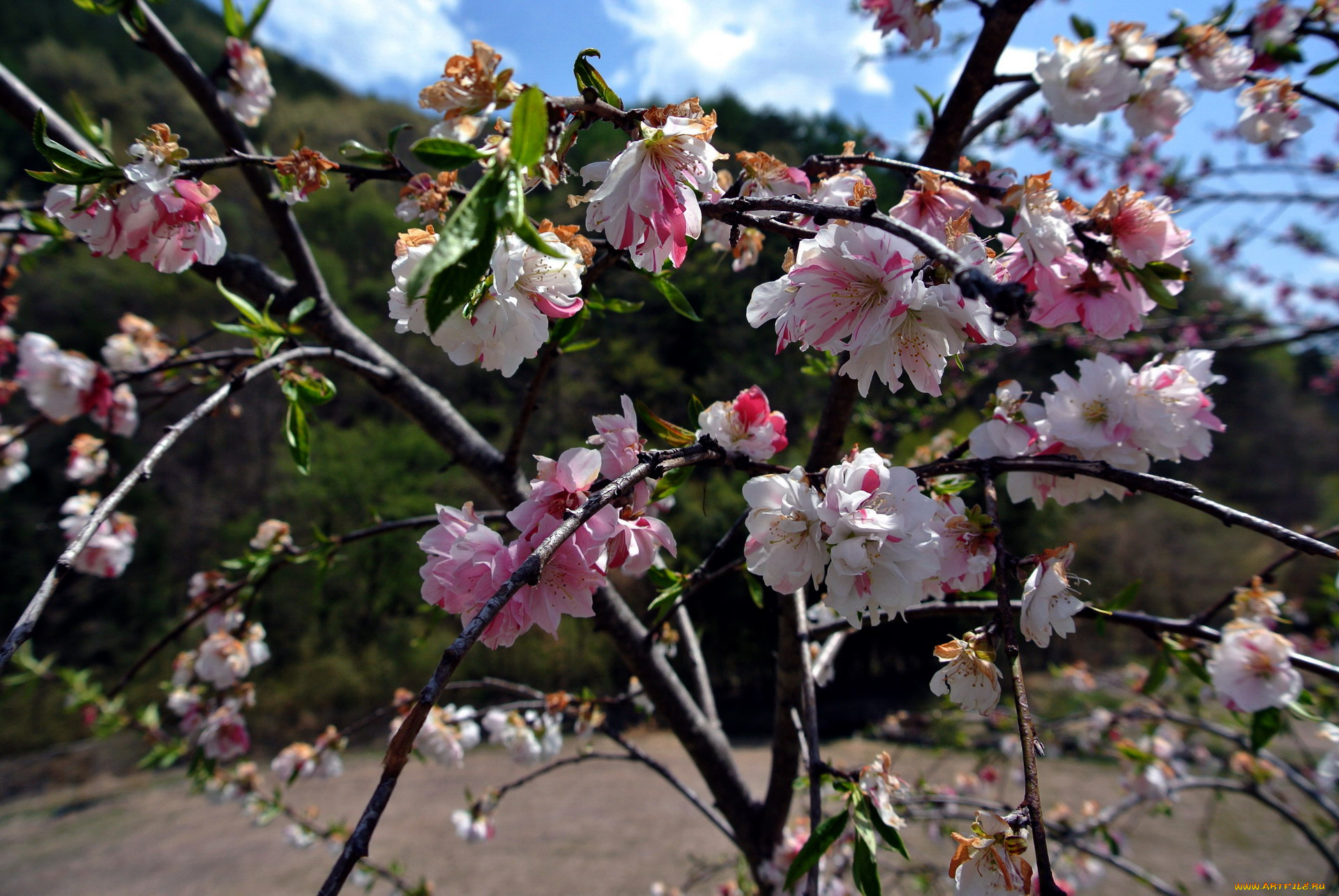 цветы, цветущие, деревья, , , кустарники, весна