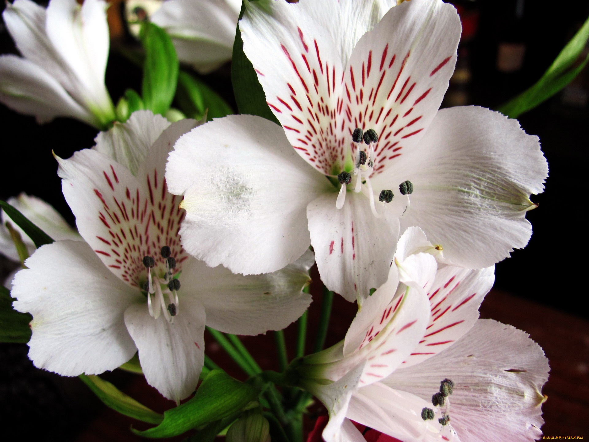 цветы, альстромерия, крапинки