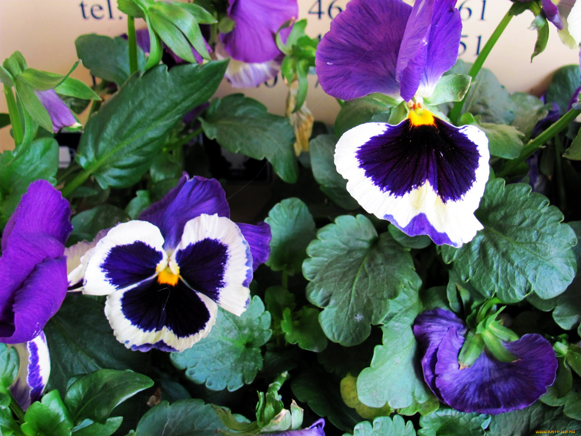 цветы, анютины, глазки, , садовые, фиалки, макро