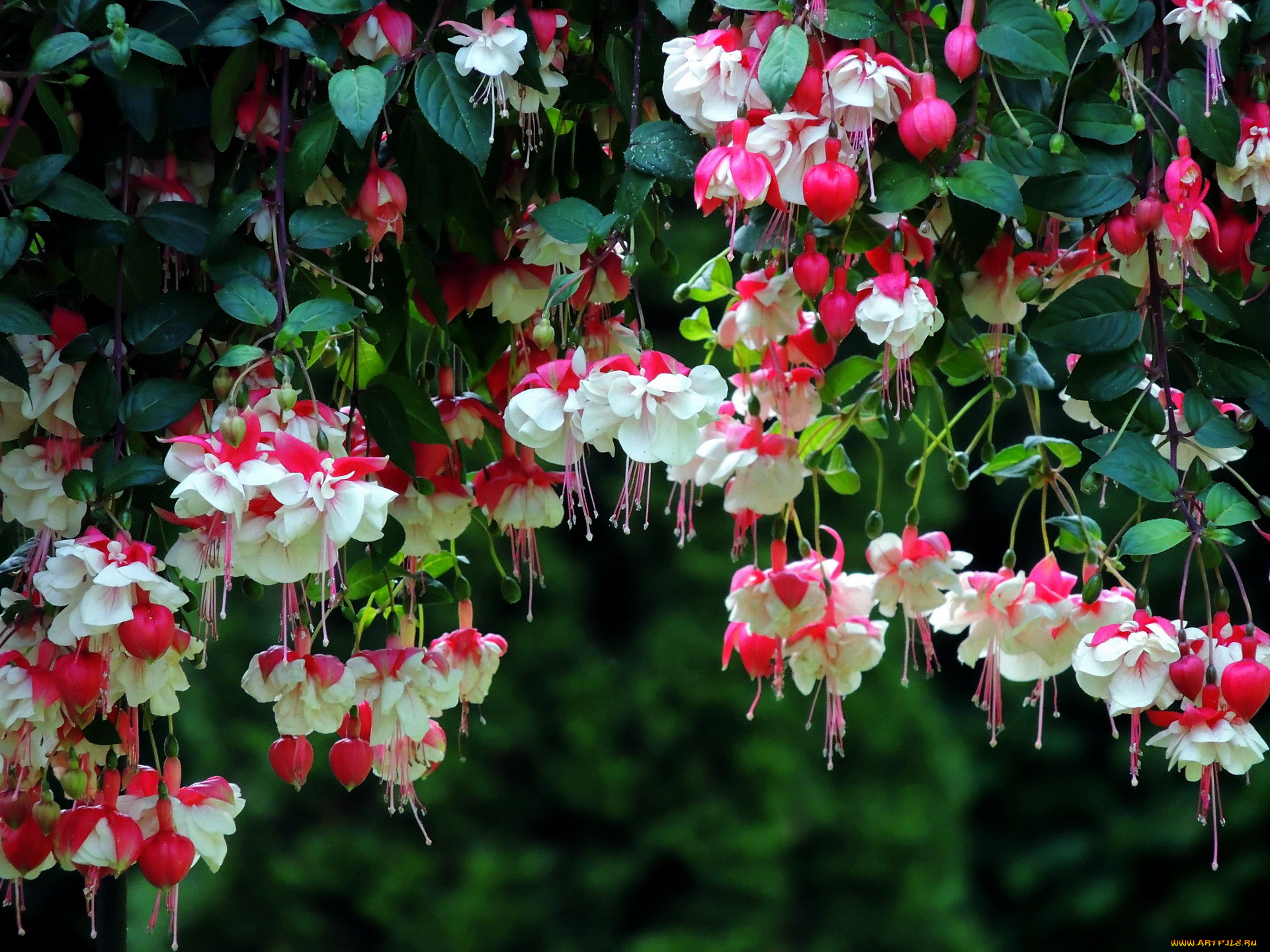 цветы, фуксия, много