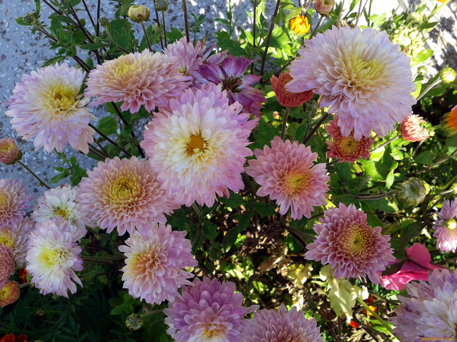 цветы, хризантемы, куст