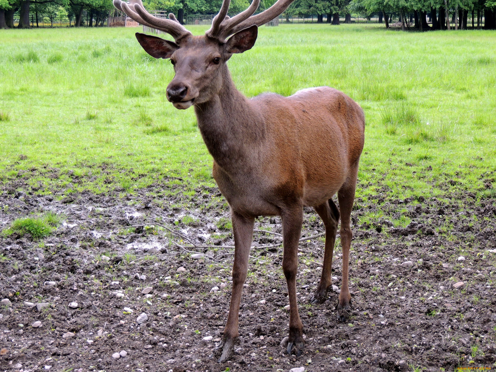 животные, -, другое, луг